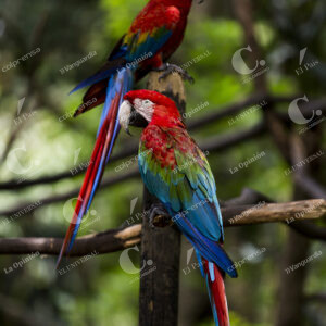Guacamayas