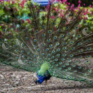 Pavo real