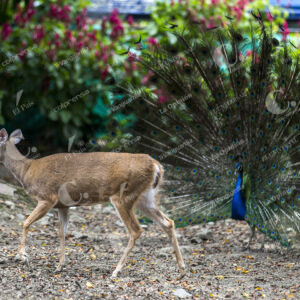 Animales