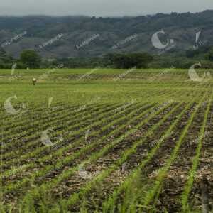 Campo tolimense y sus cultivos