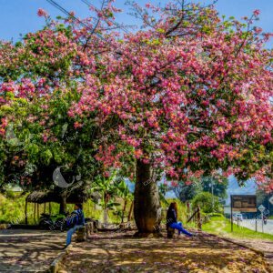 Ceiba Speciosa