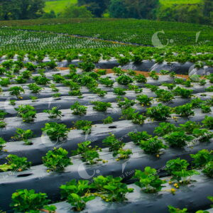 Cultivo de Fresa