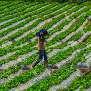 Cultivo de Fresa
