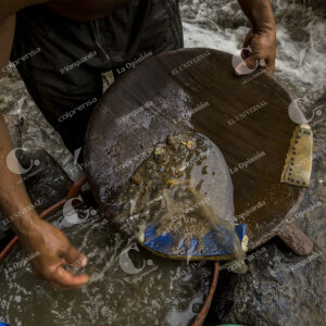 Minería de oro