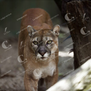 Puma con color