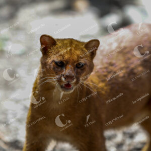 Puma Yaguarundi