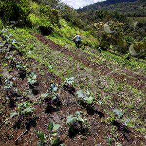 Cultivos orgánicos
