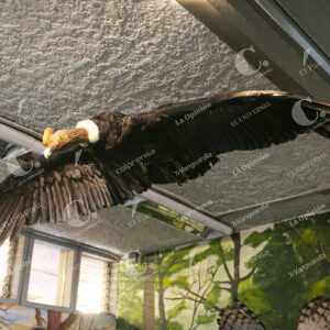 Aguila en el museo