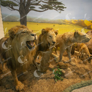 Leones en el Museo de las Ciencias