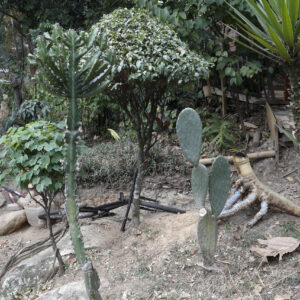 Parque