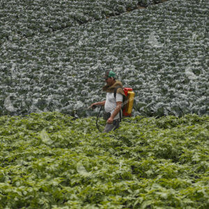 Mercados Campesinos