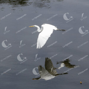 Aves
