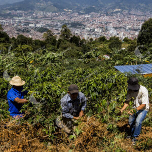 Campesinos