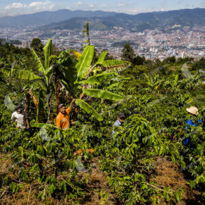 Campesinos