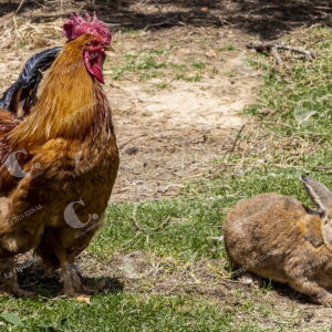 Animales desprotegidos