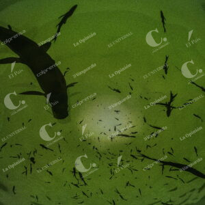 Planetario
