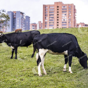 Lote en la avenida 34