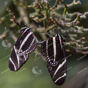 Mariposa