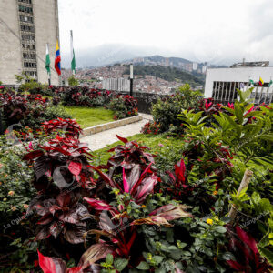 Plantas