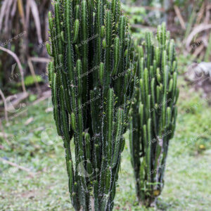 Hogares Ecológicos