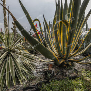 Cactus