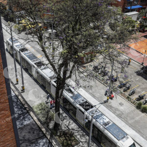 Gualanday