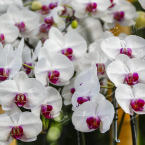 Orquideas