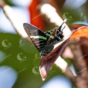 Mariposa Uranias Fulgens