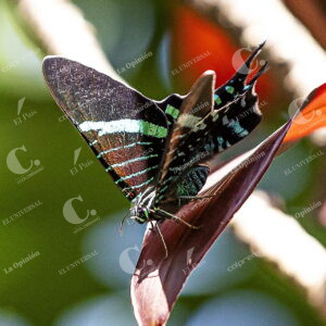 Mariposa