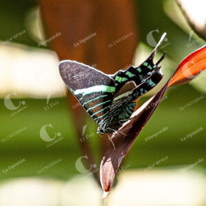 Mariposa