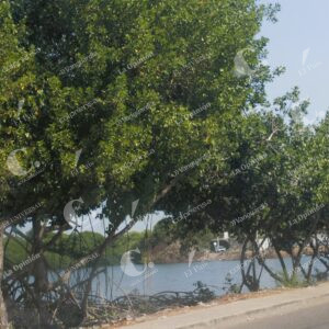 fotos para ilustrar tema de la avenida