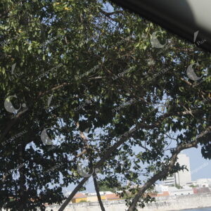fotos para ilustrar tema de la avenida
