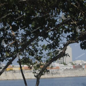 fotos para ilustrar tema de la avenida