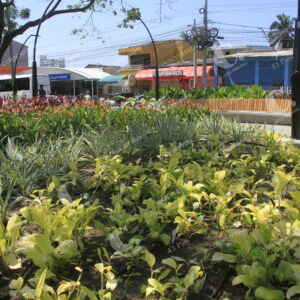 Remodelación de parque Reloj Floral