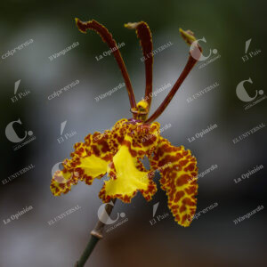 Fauna y flora