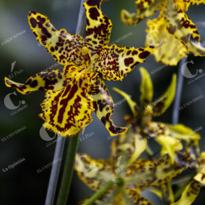 Flores