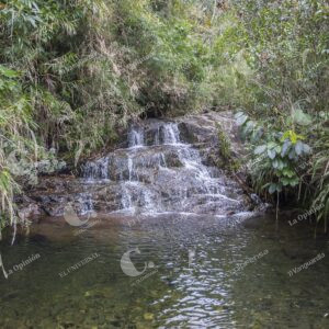 Reserva forestal