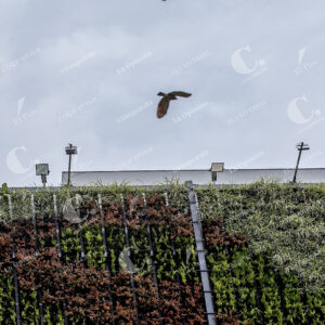 Aves