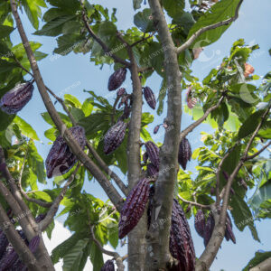 Cultivos de cacao