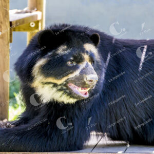 Oso Andino
