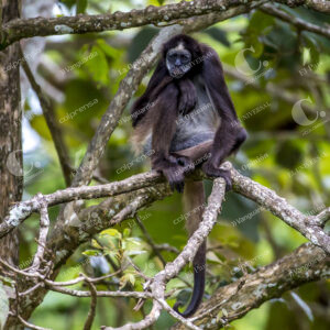 Primate