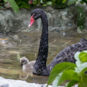 Cisne negro