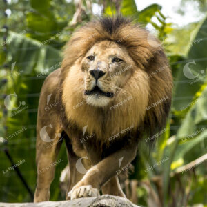 León