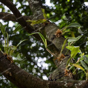 Orquídeas