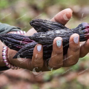 Cultivo de cacao