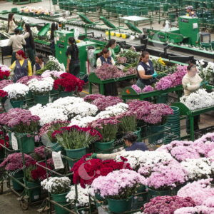 Transporte de Flores colombianas