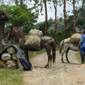 Campesinos