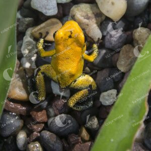 Animales del Zoologico