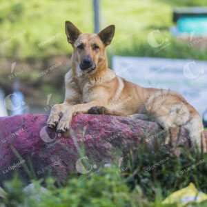 Perro Santa Lucía