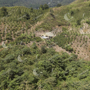 Cultivo de café